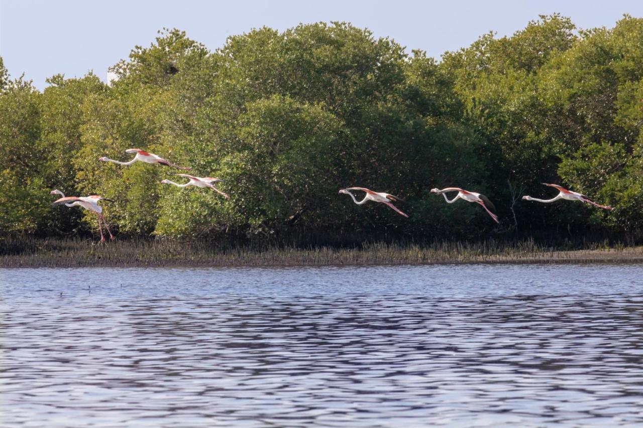 Flamingo 3*
